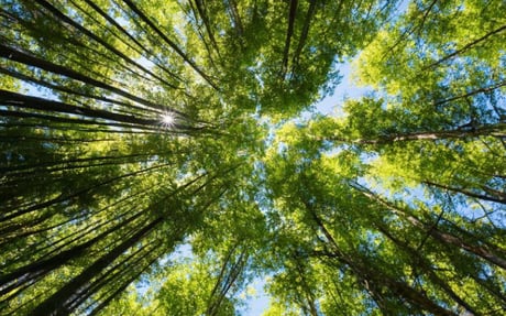 ISPnext Forest: voor een duurzame toekomst