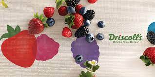 Driscoll’s improves efficiency and sustainability with ISPnext