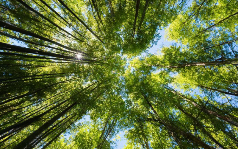ISPnext Forest: voor een duurzame toekomst